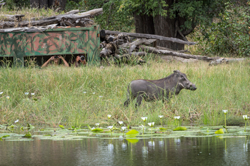 King's Pool Camp King's Pool Camp: Gäste im Observation Hide