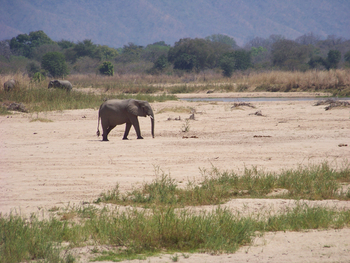 Kutandala Camp: Elefant