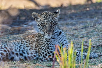 Lebala Camp Lebala Camp: Junger Leopard