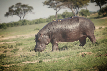 Leopard Plains: Nilpferd am Botetei River