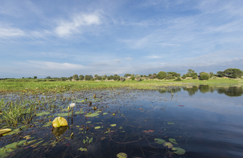 Leopard Plains: Seerosen auf dem Boteti River
