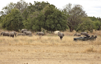 Lion Camp Lion Camp: Elefanten im Grasland