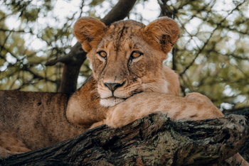 Little Chem Chem: Ruhende Löwin