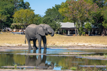 Little Makalolo Camp Little Makalolo Camp: Trinkender Elefant