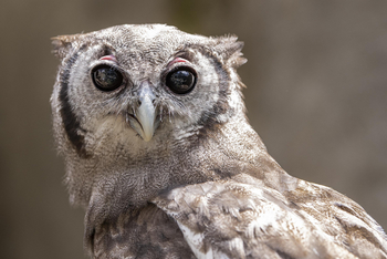 Loldia House: Greifvogelstation