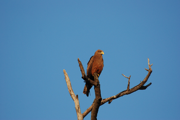 Macatoo Camp: Tawney Eagle