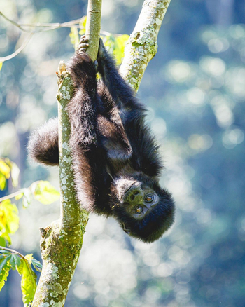 Mahogany Springs Safari Lodge: Kopfüber