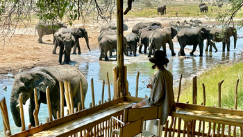 Moela Safari Lodge Moela Safari Lodge: Elefanten vor der Lodge
