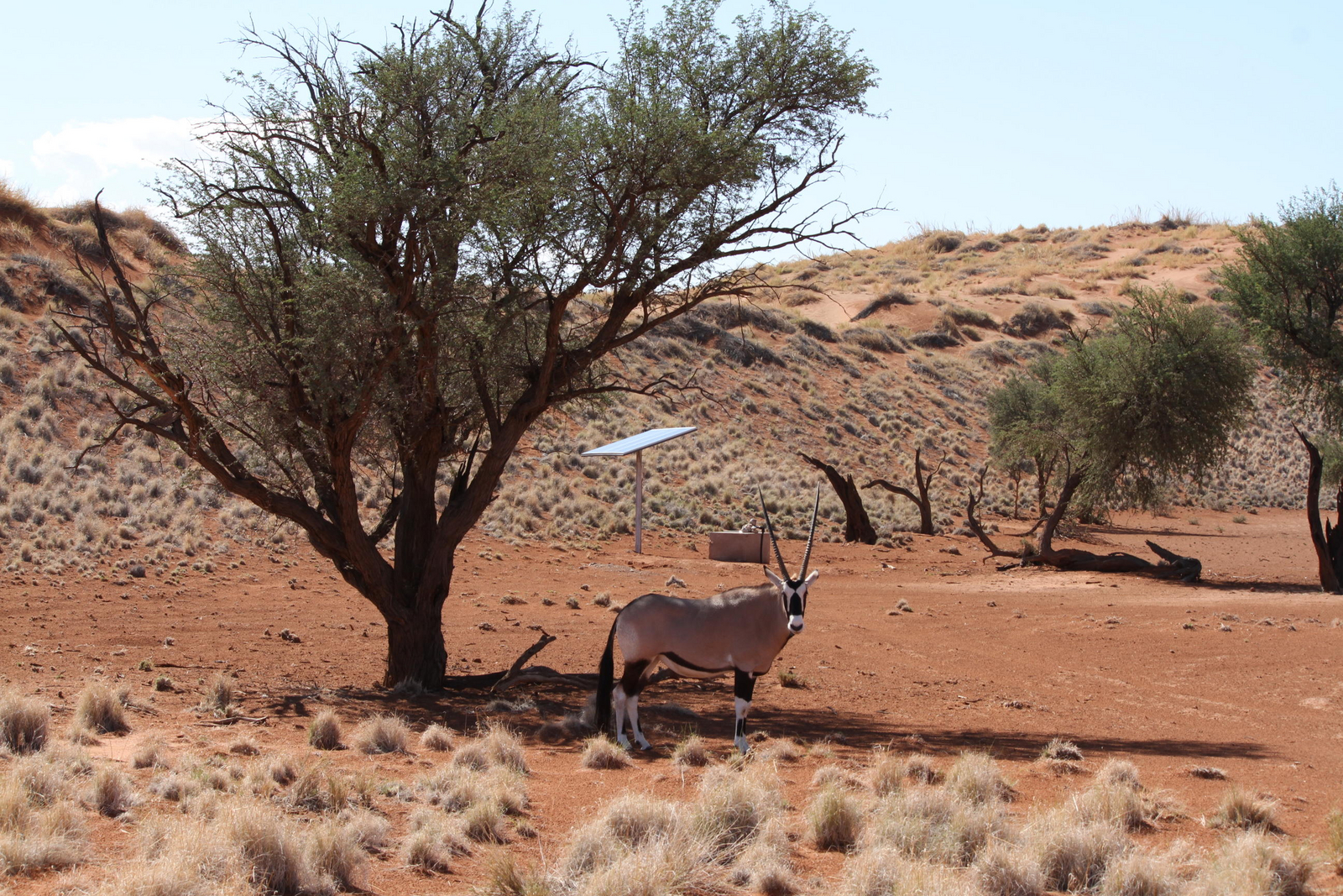 Namib Dune Star Camp Namib Dune Star Camp: Oryx am Wasserloch