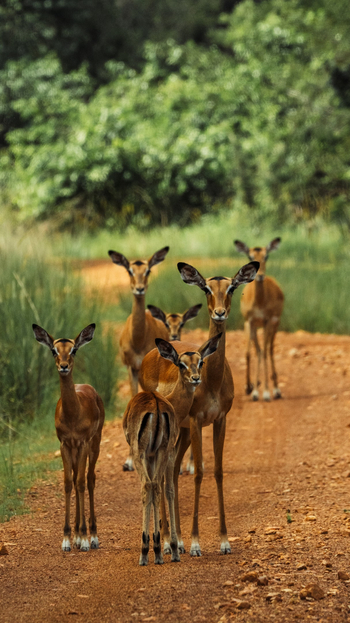 Nanzhila Lake Camp Nanzhila Lake Camp: Schwarzfersenantilopen