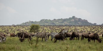 Nimali Serengeti Camp: Zebras und Gnus