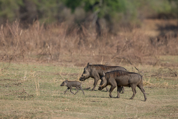Nkonzi Bush Camp: Warzenschweine