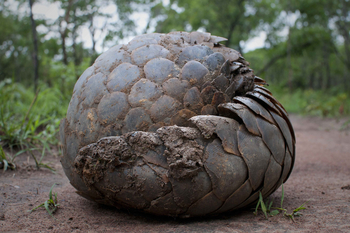 Ntemwa Busanga Bushcamp Ntemwa Busanga Bushcamp: Eingerolltes Schuppentier