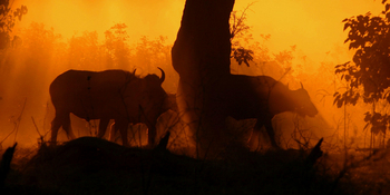 Potato Bush Camp: Büffelsilhouette