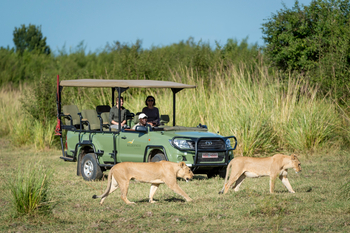 Ruckomechi Camp: Löwen Duo