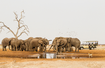 Savute Safari Lodge: Game Drive - Elefanten und Schakal