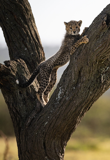 Serian Camps: Gepardenjungtier