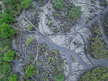 Sette Cama Eco Camp: Sumpfige Lichtung mit Büffeln