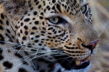 Shinde Lodge Shinde Lodge: Leopardengesicht