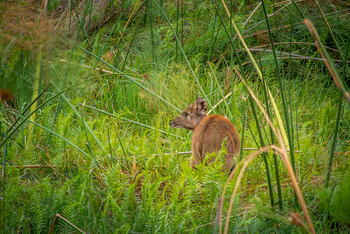Splash Camp: Sitatunga