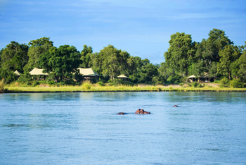 Tembo Plains Camp: Nilpferde vor Camp