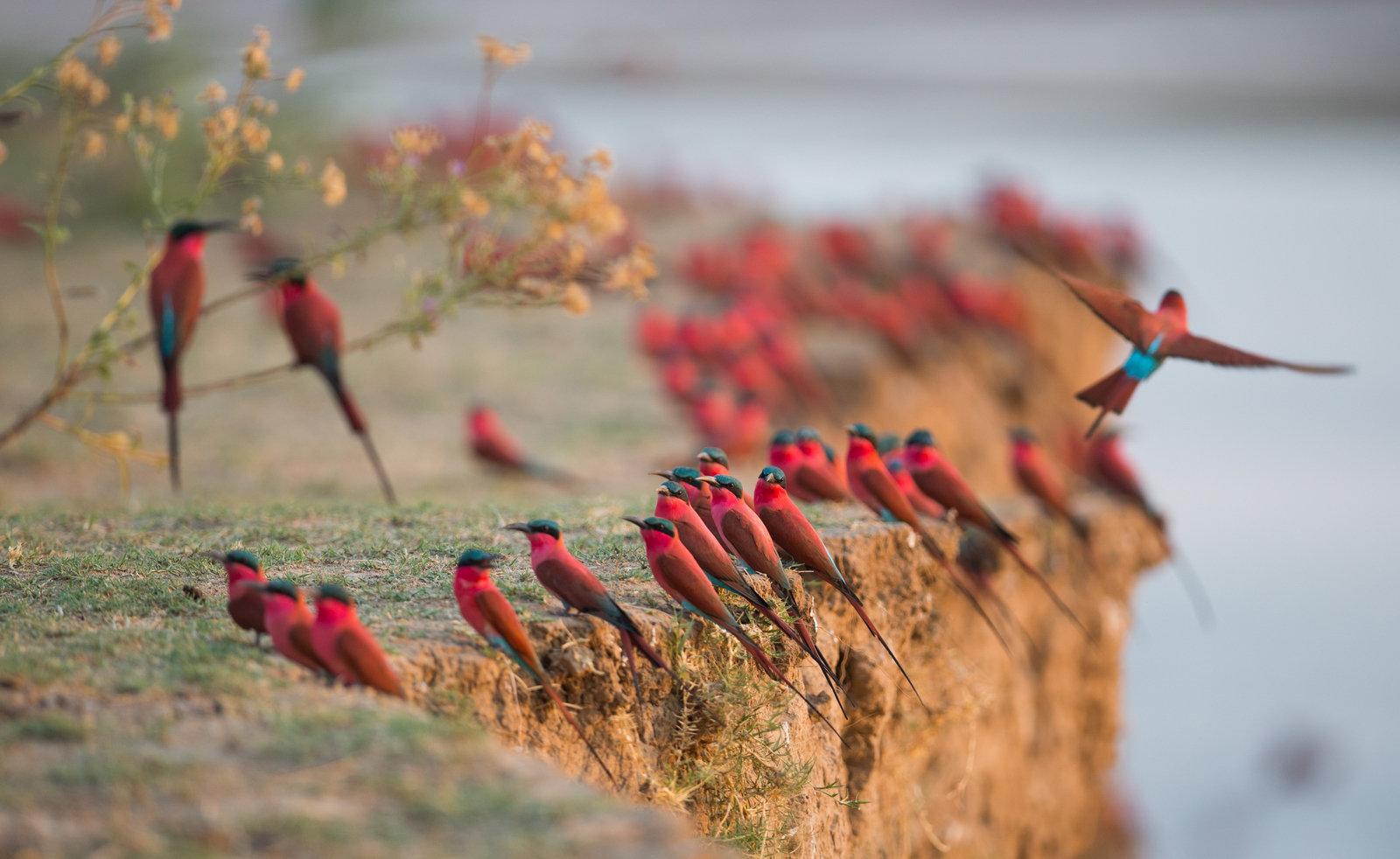 Time + Tide South Luangwa Time + Tide South Luangwa: Karminspintkolonie