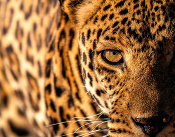 Usangu Expedition Camp: Leopard