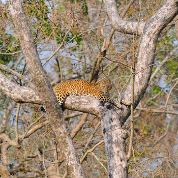 Vanghat: Ruhender Leopard