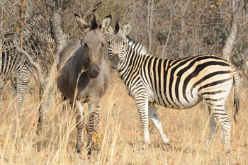 Amalinda Lodge: Zebra und Kreuzung aus Zebra und Esel