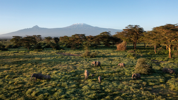 Angama Amboseli: Graslandschaft mit Elefanten