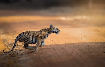 Bamboo Forest Safari Lodge: Jungtiger