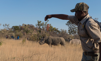 Big Cave Camp Big Cave Camp: Südliches Breitmaulnashorn und Guide