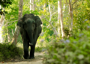 Borgos Resort: Indischer Elefant