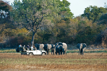 Busanga Bush Camp: Elefanten