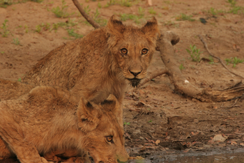 Chitake Mobile Camp Chitake Mobile Camp: Junge Löwen
