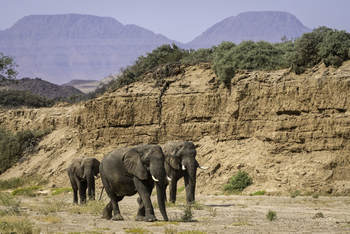 Damaraland Camp: Elefanten vor Felsen