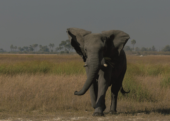 Duba Explorers Camp: Einsamer Elefant