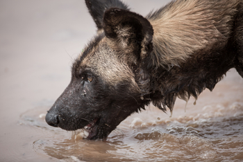 Elewana Loisaba Tented Camp: Trinkender Wildhund