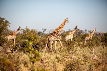 Gomoti Plains Camp: Tiere und Landschaft