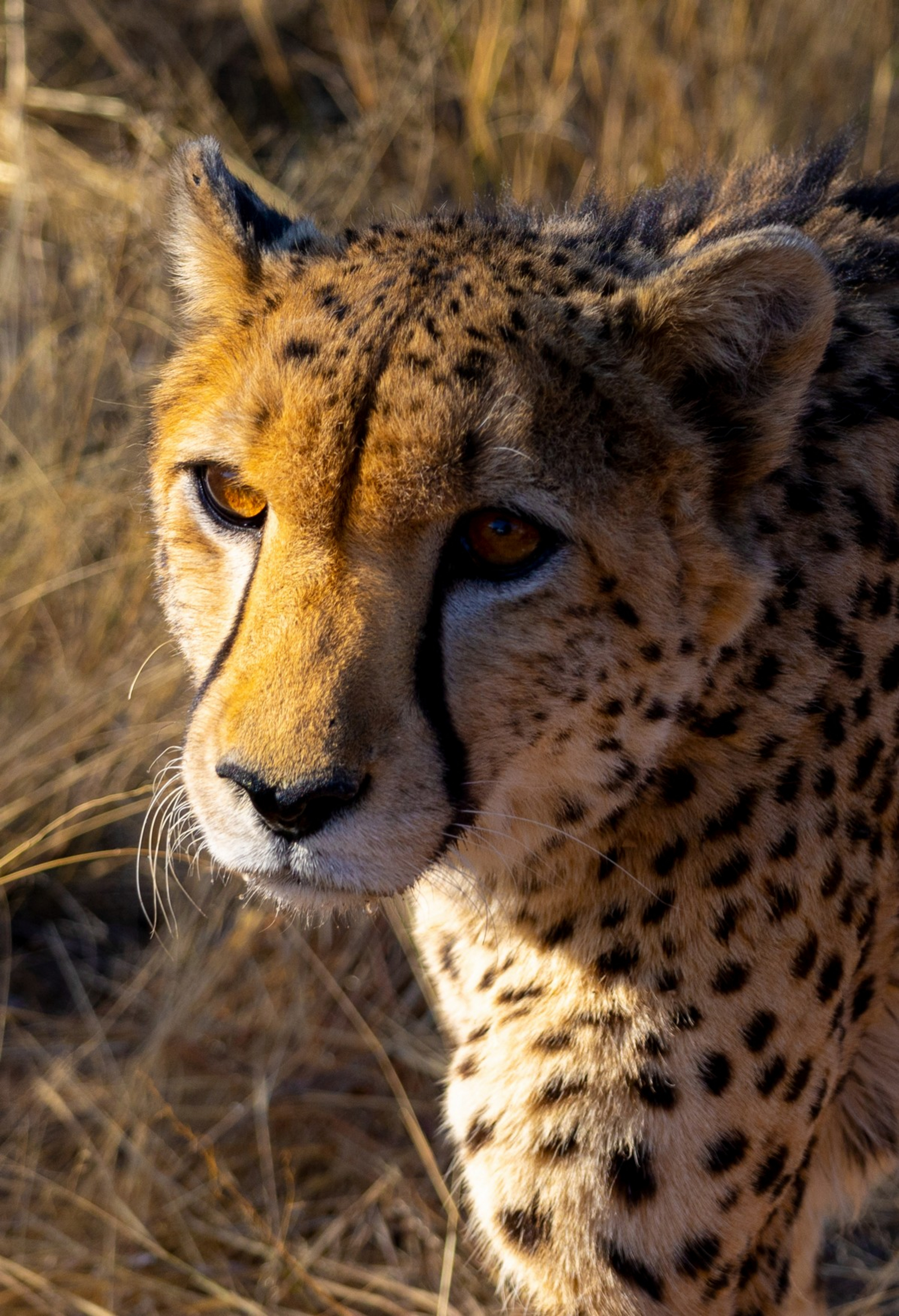 Harnas Guest Farm Harnas Guest Farm: Gepard