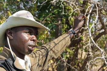 Island Bush Camp: Guide