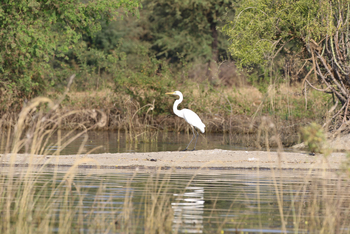 Jawai: Great White Egret