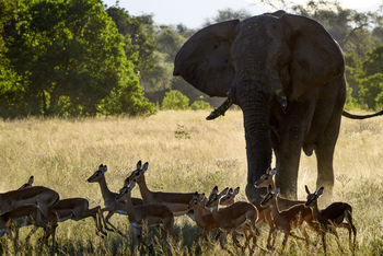 John's Camp John's Camp: Elefant und Impalas