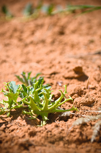 Kalahari Red Dunes Lodge: Teufelskralle