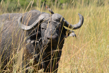 Karangoma Camp: Büffel und Oxpecker