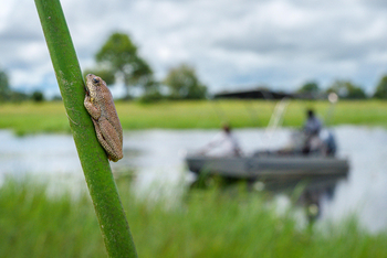 Karangoma Camp: Riedfrosch