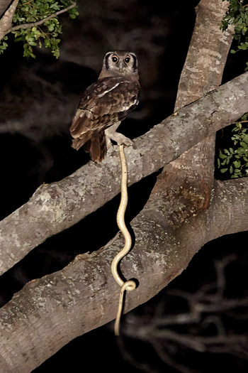 Konkamoya Lodge: Verreaux's Eagle Owl