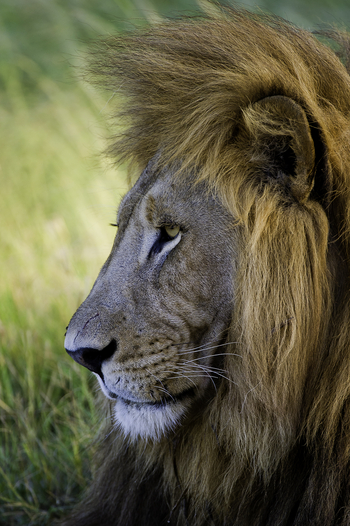 Kwetsani Camp: Wilde Löwenmähne