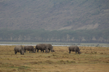 Lake Nakuru Sopa Lodge Lake Nakuru Sopa Lodge: Breitmaulnashörner