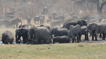 Lianshulu Lodge Lianshulu Lodge: Elefantenherde